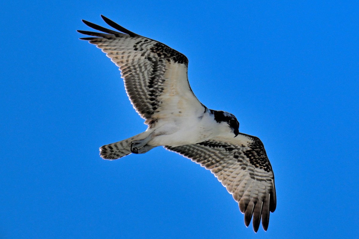 fiskeørn - ML644417575