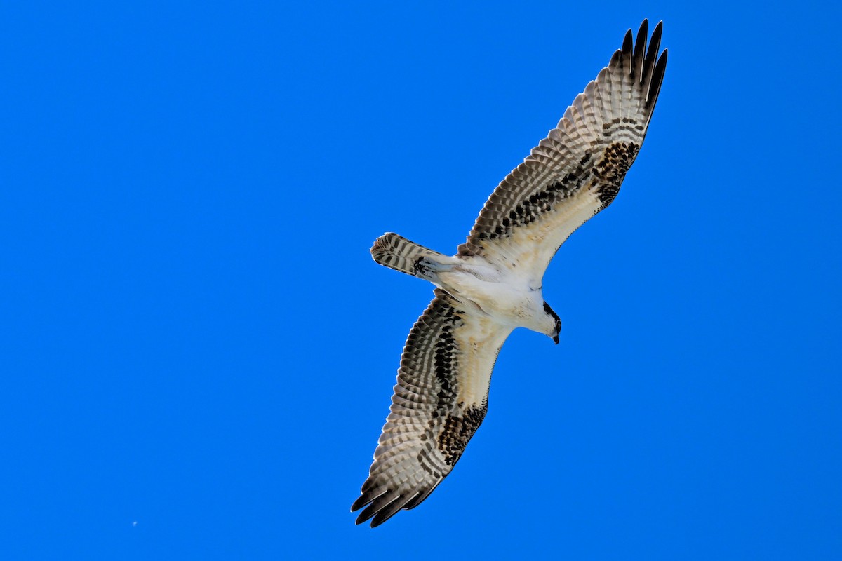 fiskeørn - ML644417579