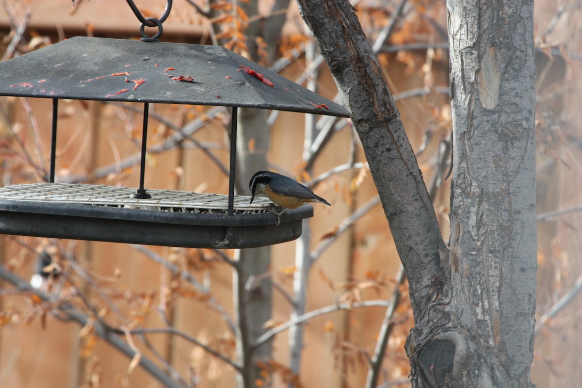 Red-breasted Nuthatch - ML644417582