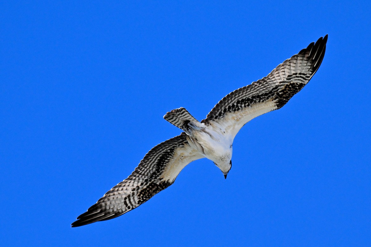 fiskeørn - ML644417583