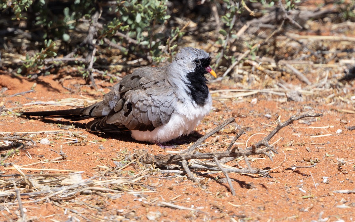 Namaqua Dove - ML644417586
