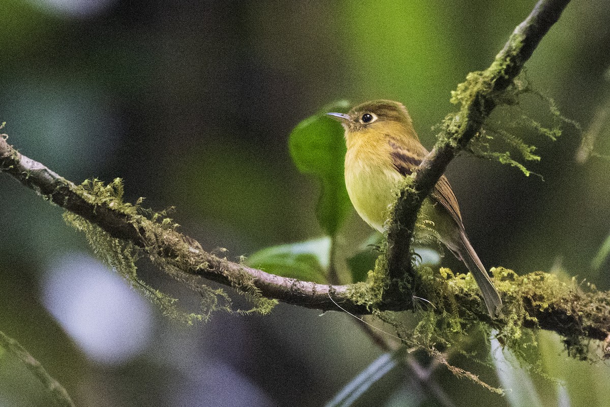 Yellowish Flycatcher - ML644417587