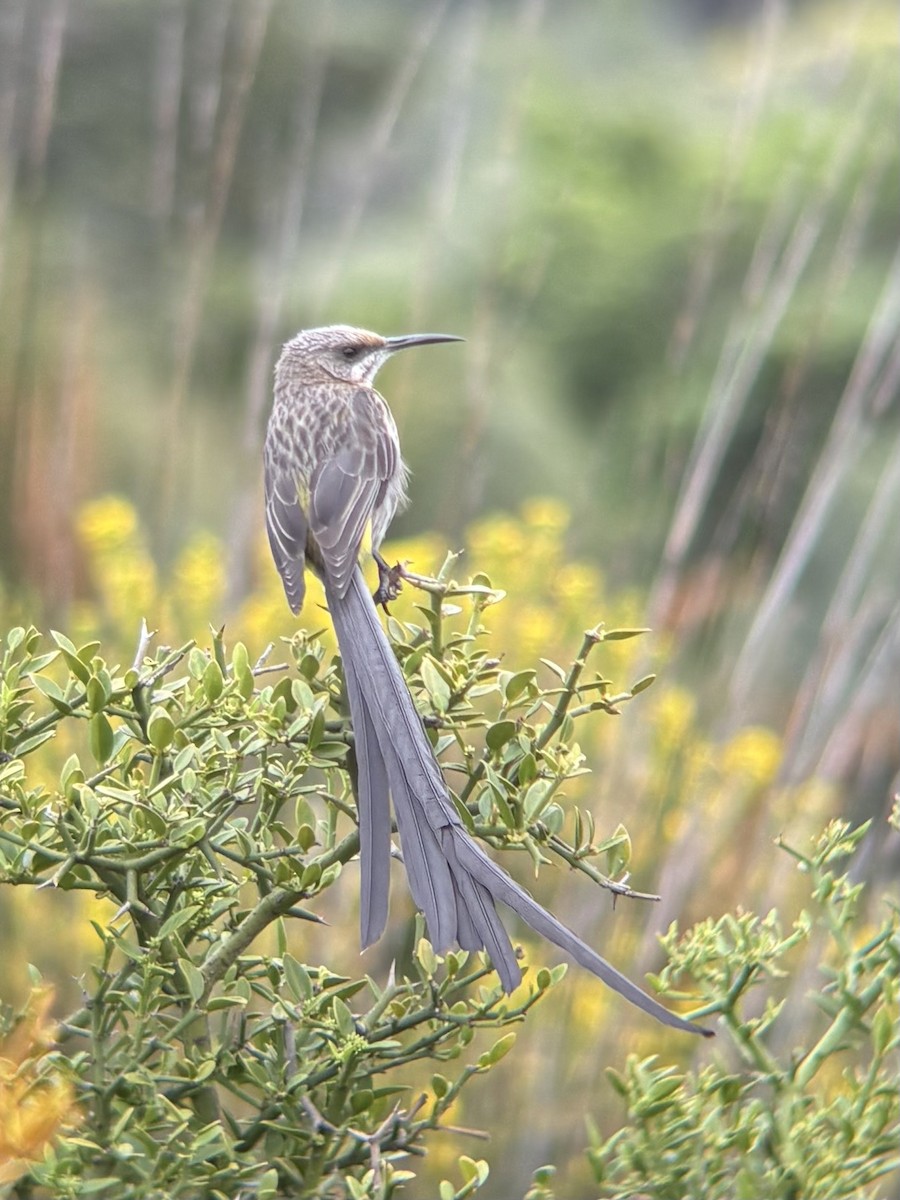 Cape Sugarbird - ML644417597