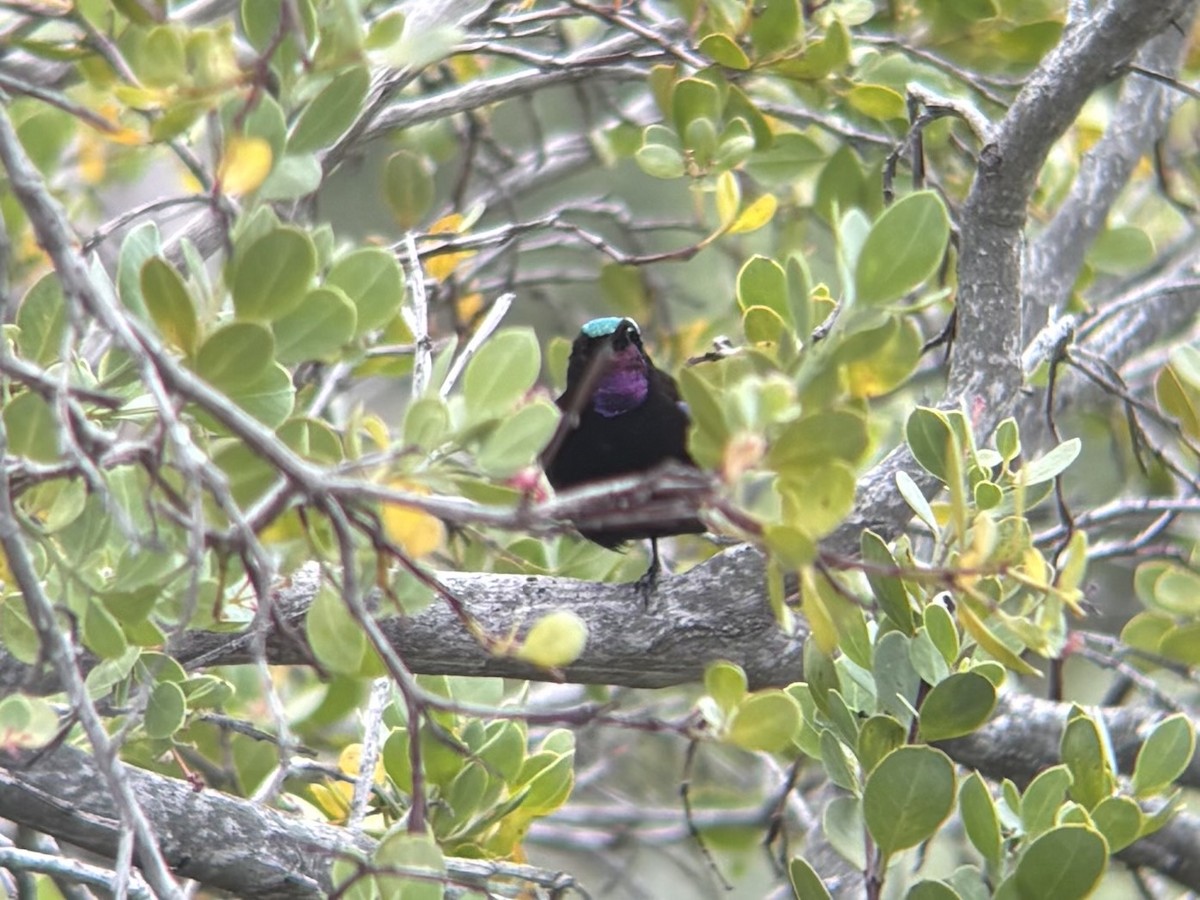 Amethyst Sunbird - ML644417602