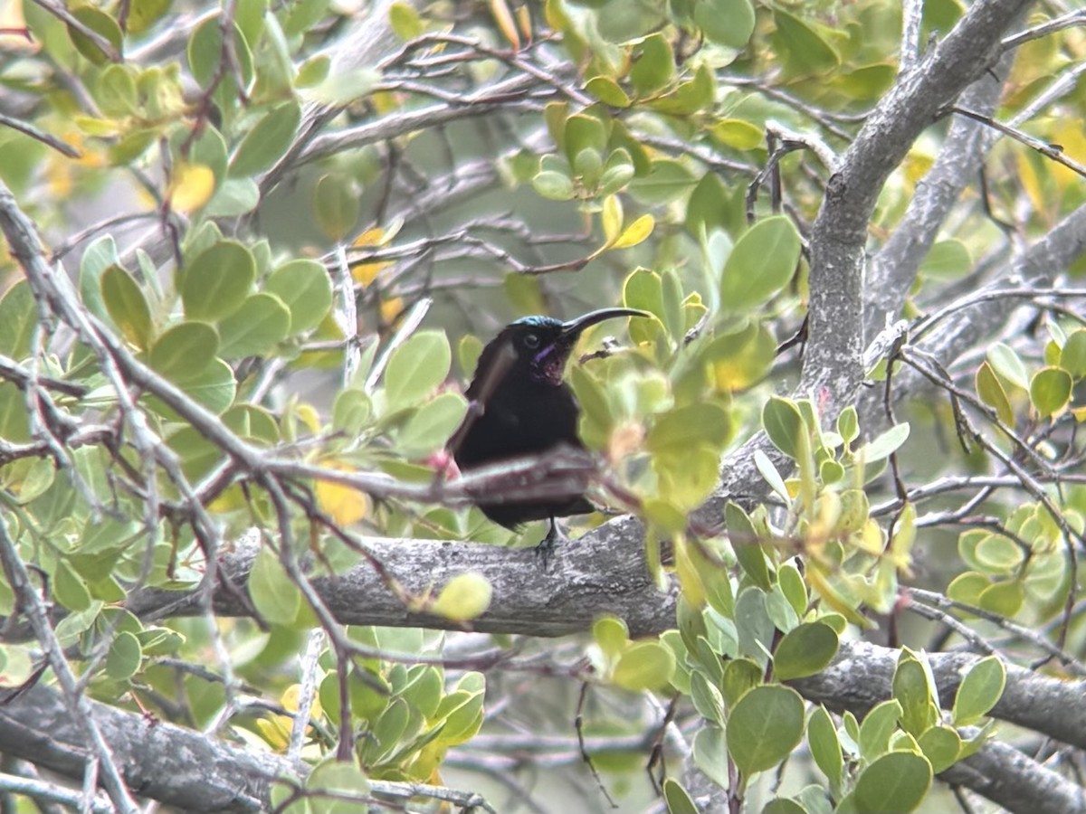 Amethyst Sunbird - ML644417603