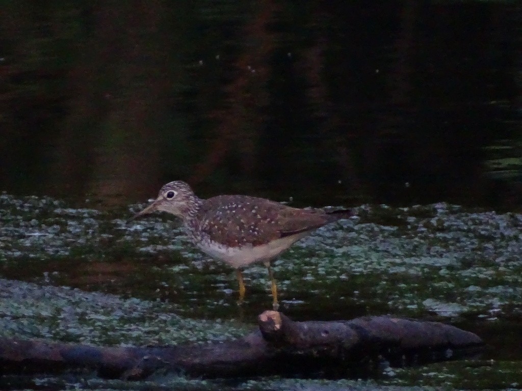 Solitary Sandpiper - ML644417609