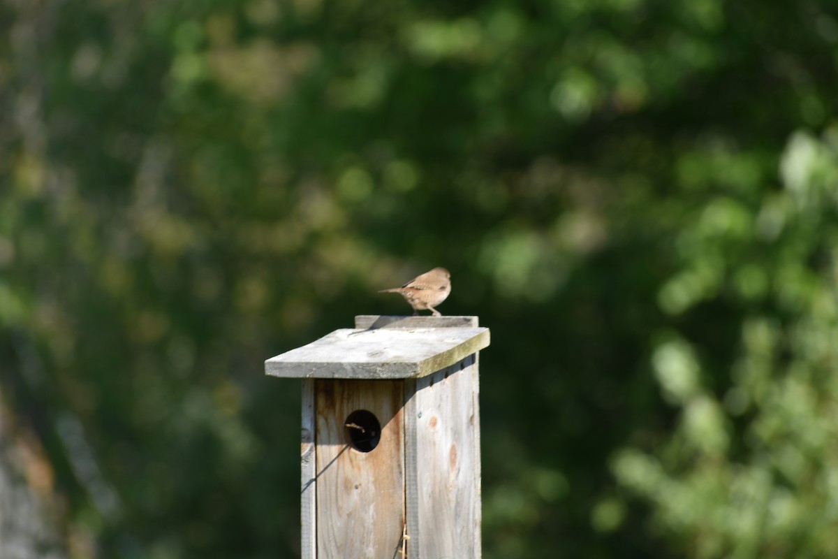 hussmett - ML644417611