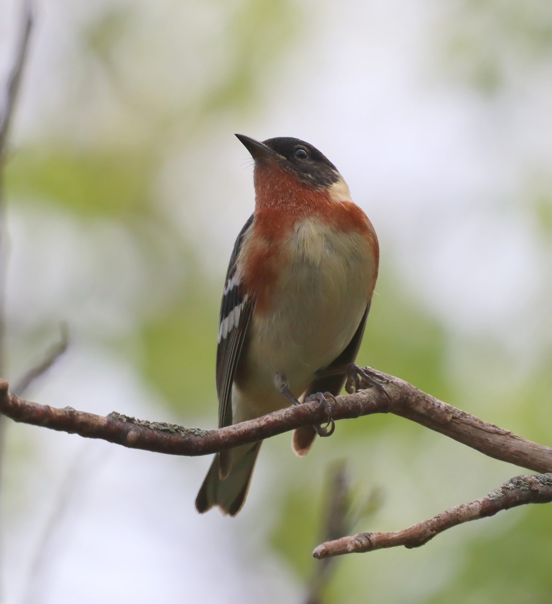 クリイロアメリカムシクイ - ML644417617