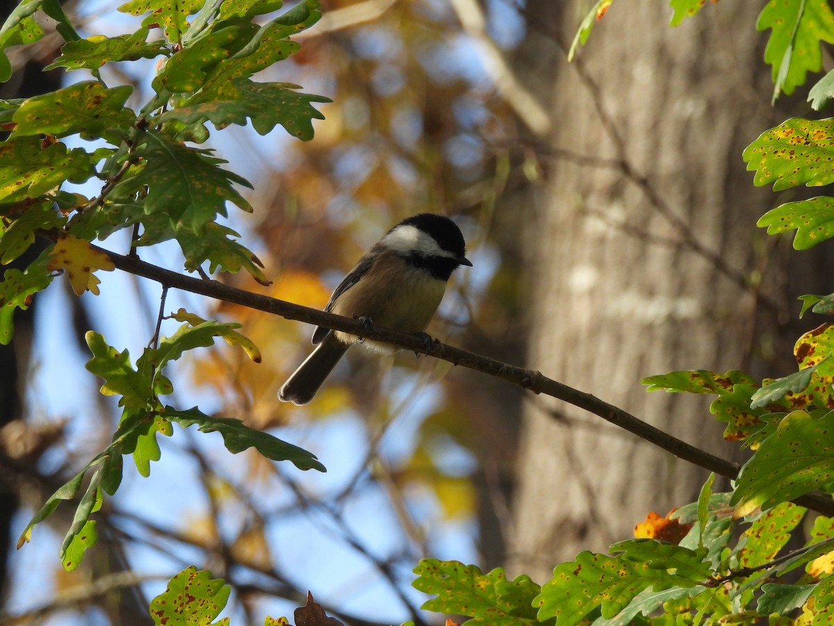 Black-capped Chickadee - ML644417619