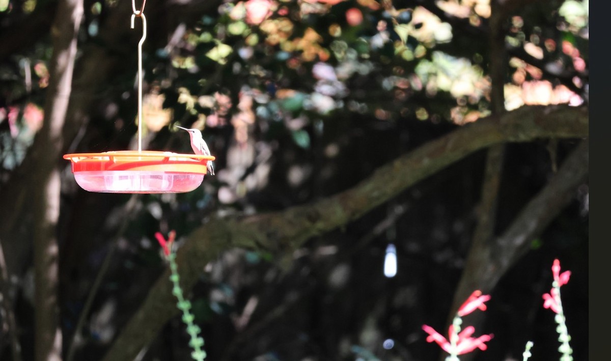 Ruby-throated Hummingbird - ML644417620