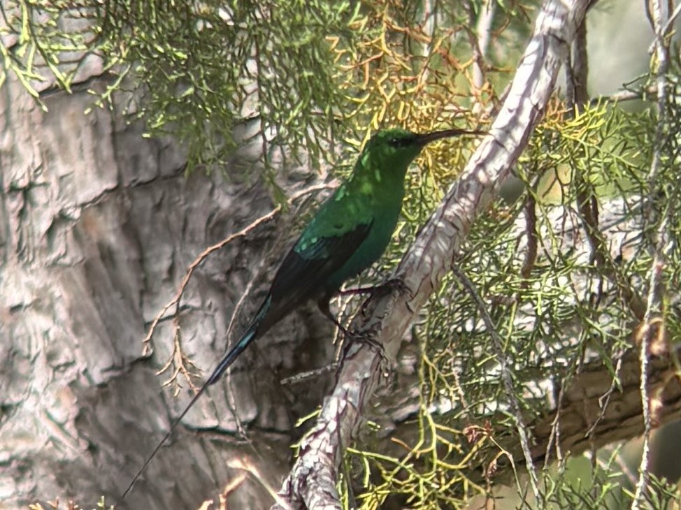 Malachite Sunbird - ML644417622