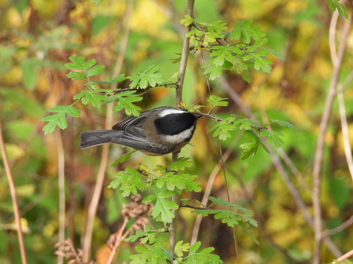 Black-capped Chickadee - ML644417625