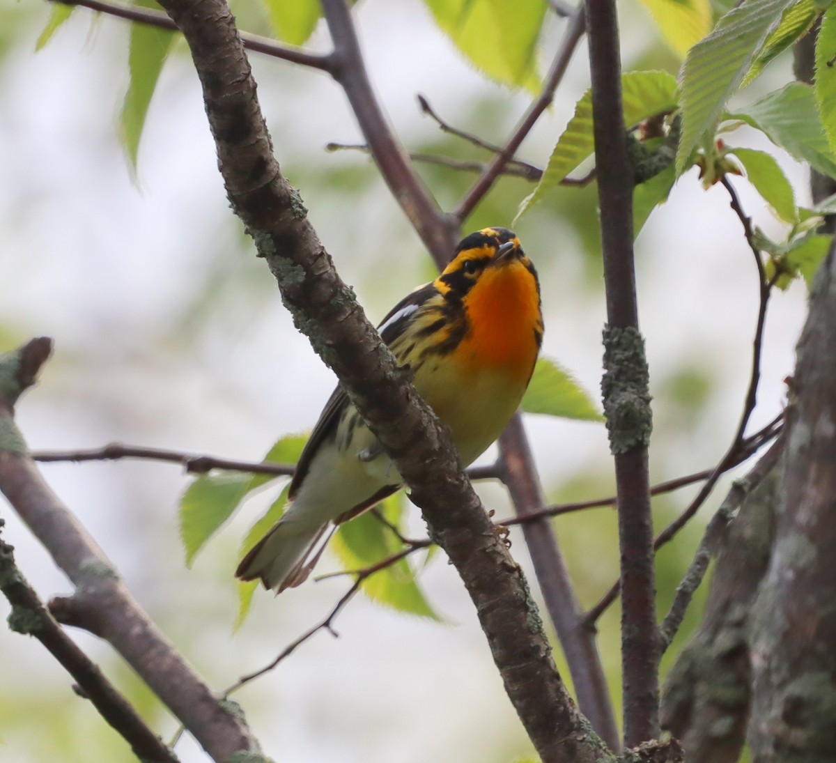 キマユアメリカムシクイ - ML644417627