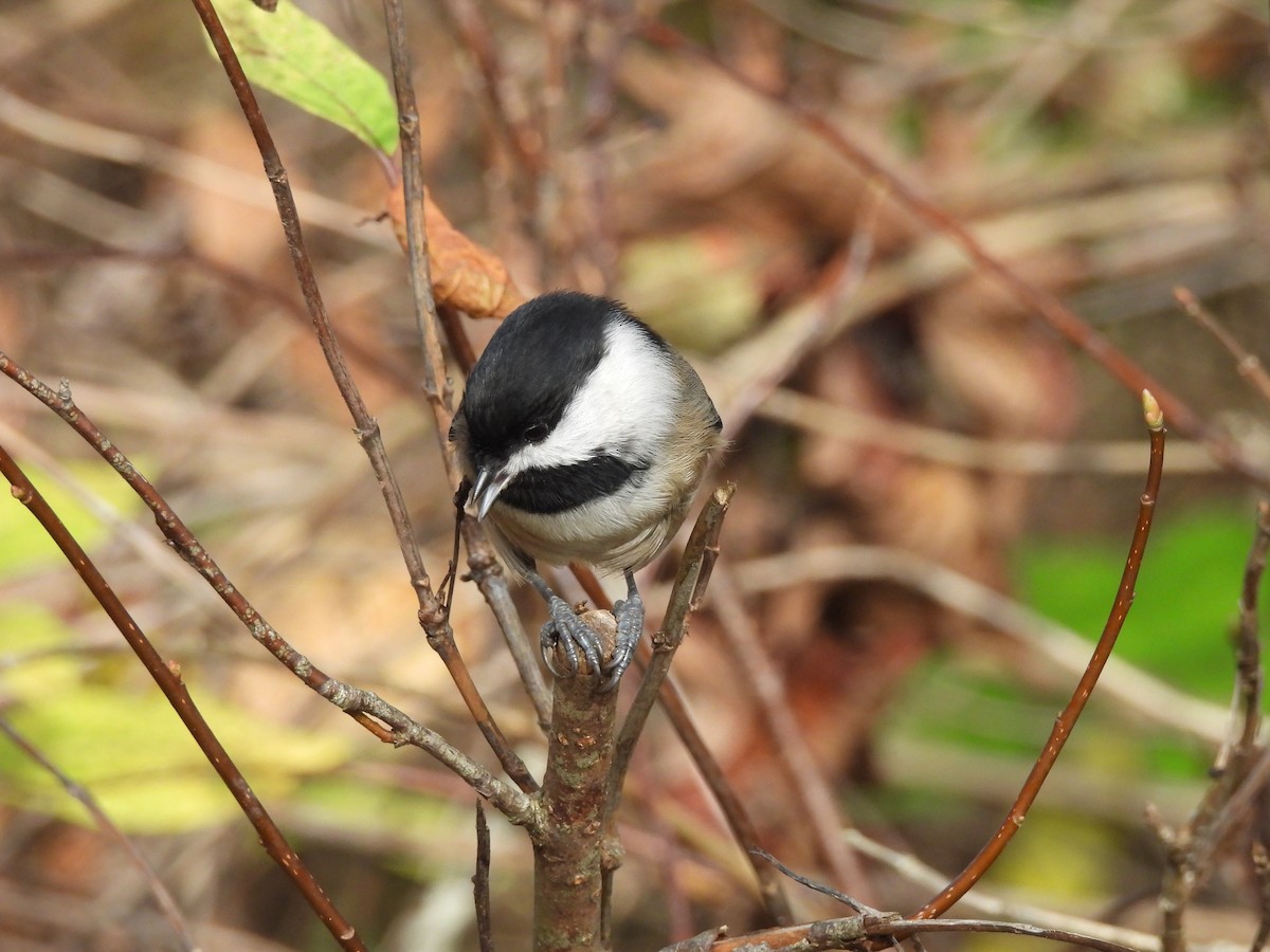 Black-capped Chickadee - ML644417631