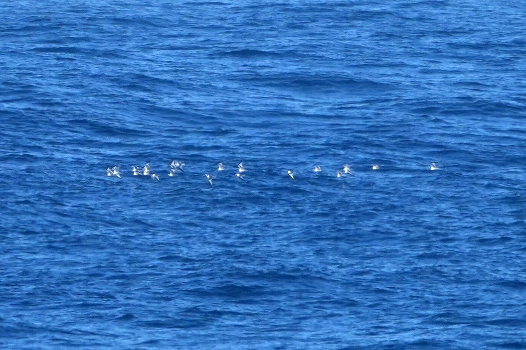 Schwalbenmöwe - ML644417648