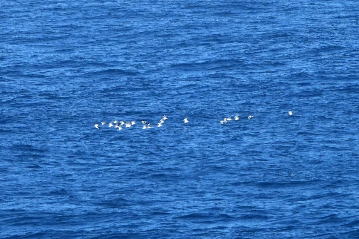 Schwalbenmöwe - ML644417649