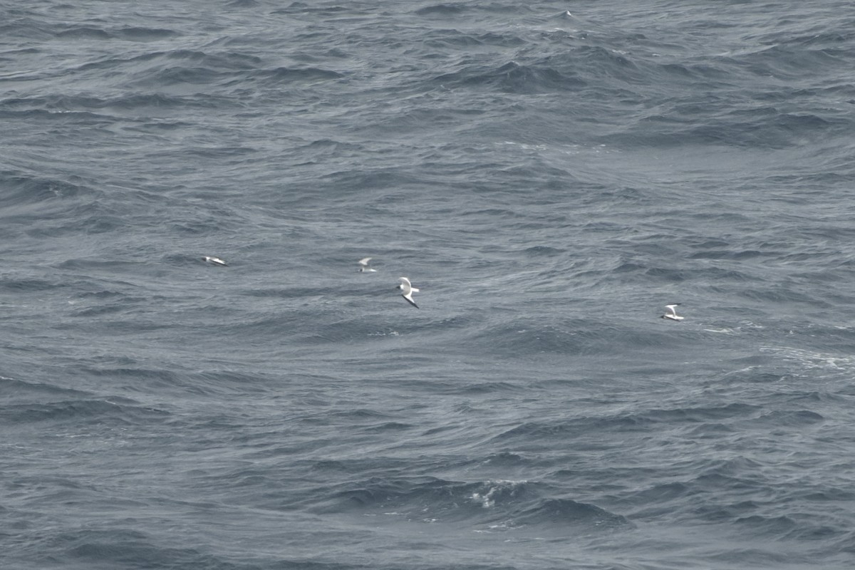 Schwalbenmöwe - ML644417650