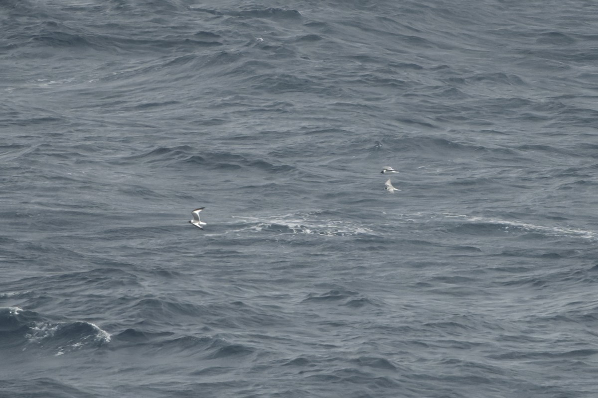 Schwalbenmöwe - ML644417651