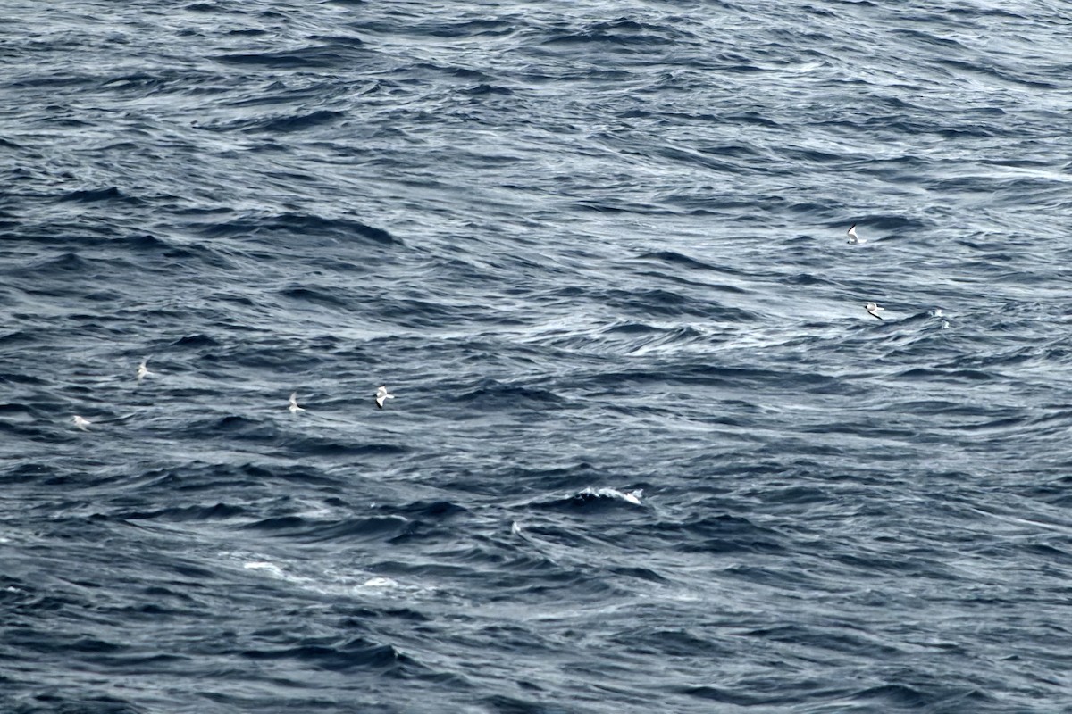 Schwalbenmöwe - ML644417652