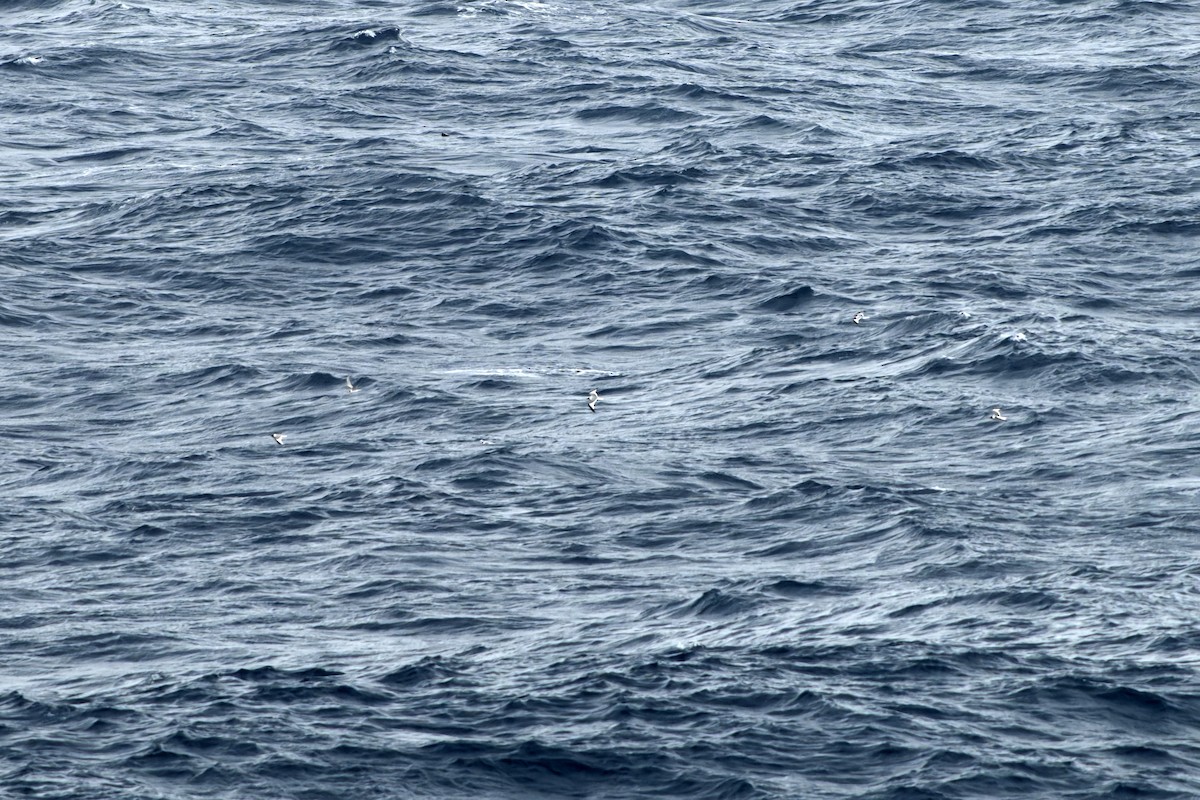 Schwalbenmöwe - ML644417653