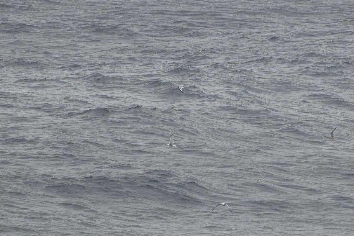 Schwalbenmöwe - ML644417654