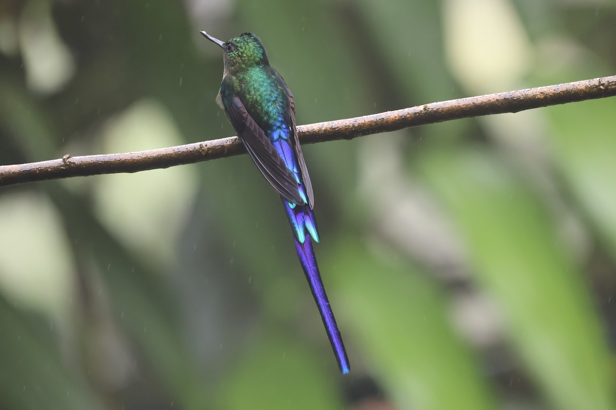 Violet-tailed Sylph - ML644417655