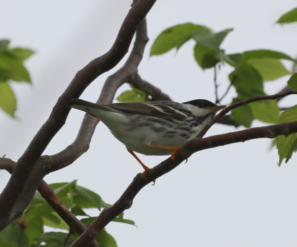 ズグロアメリカムシクイ - ML644417657