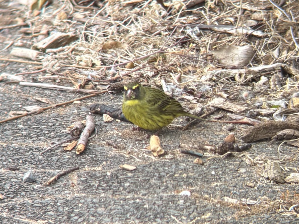 Forest Canary - ML644417663