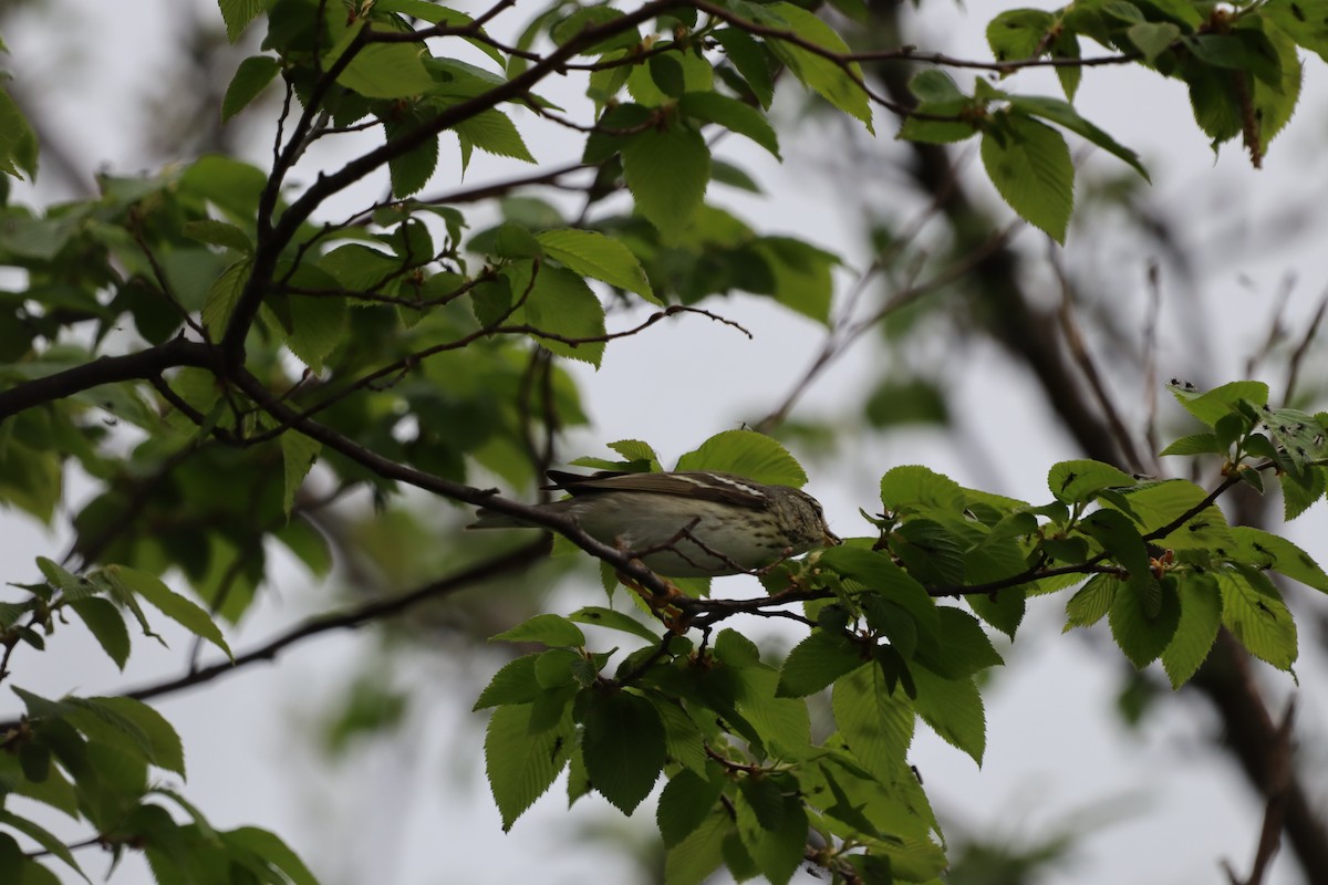 ズグロアメリカムシクイ - ML644417666