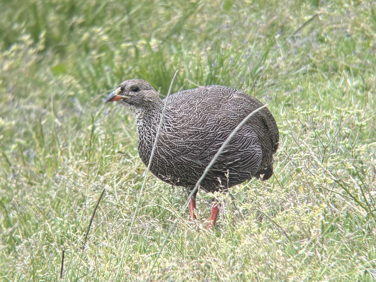 Cape Spurfowl - ML644417670