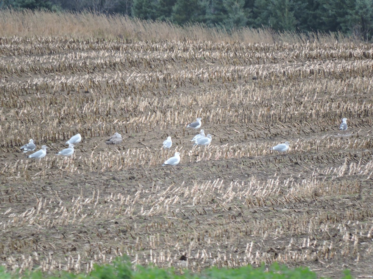 Lesser Black-backed Gull - ML644417674
