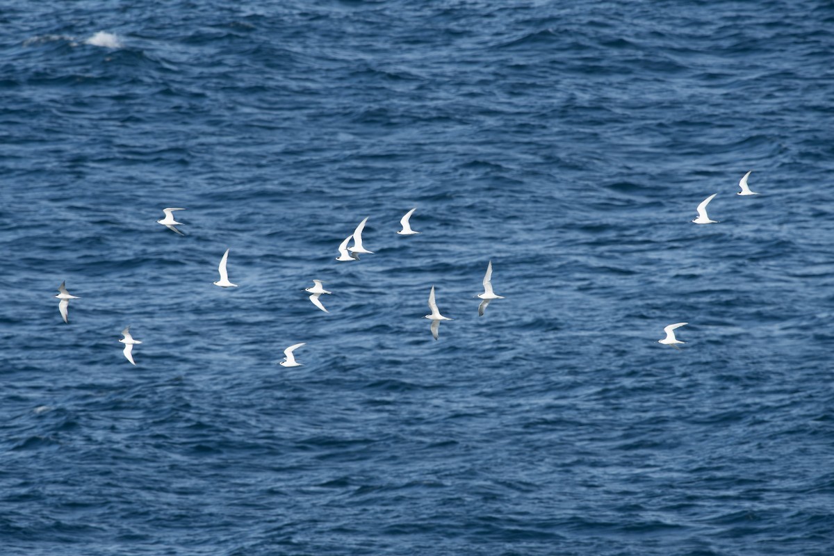 rybák severní - ML644417682