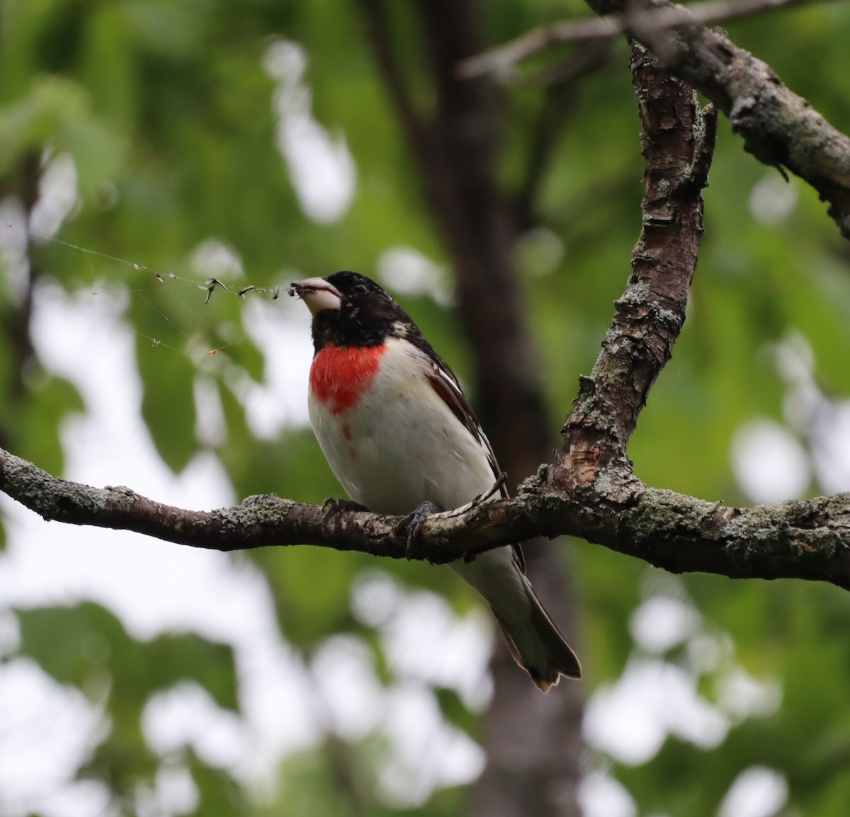 ムネアカイカル - ML644417686