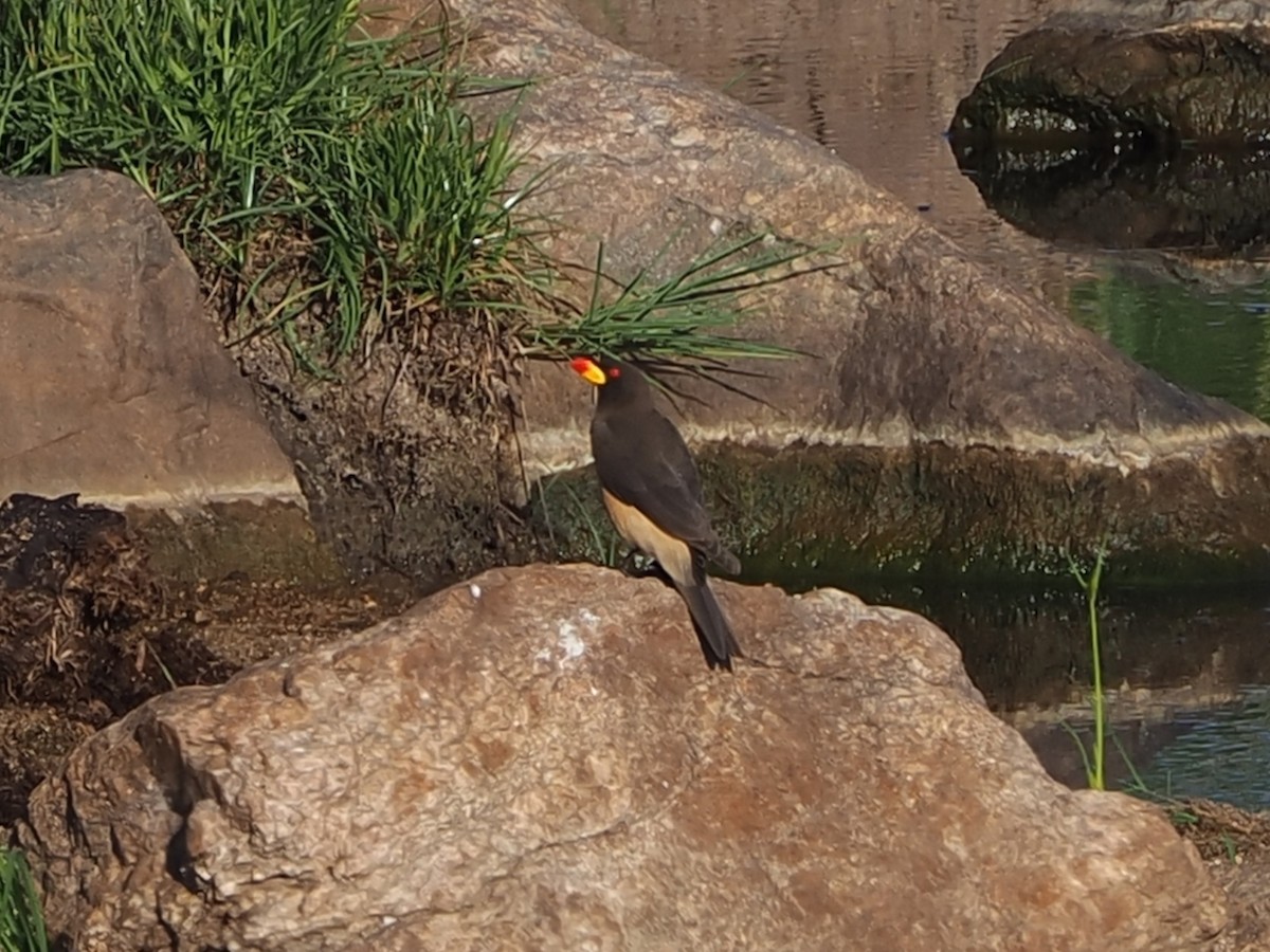 Yellow-billed Oxpecker - ML644417688