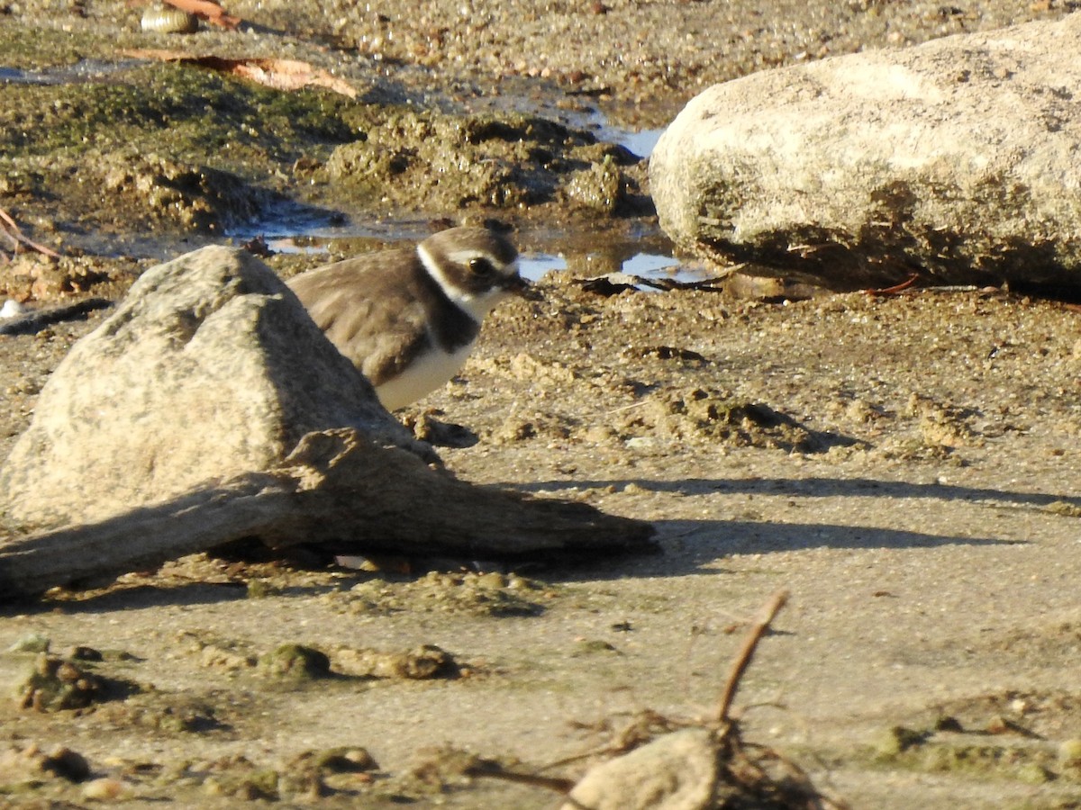 amerikasandlo - ML644417703