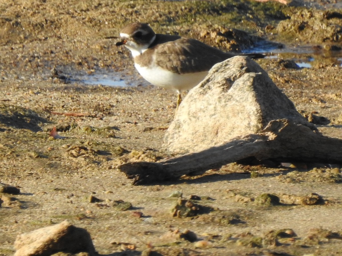 amerikasandlo - ML644417704