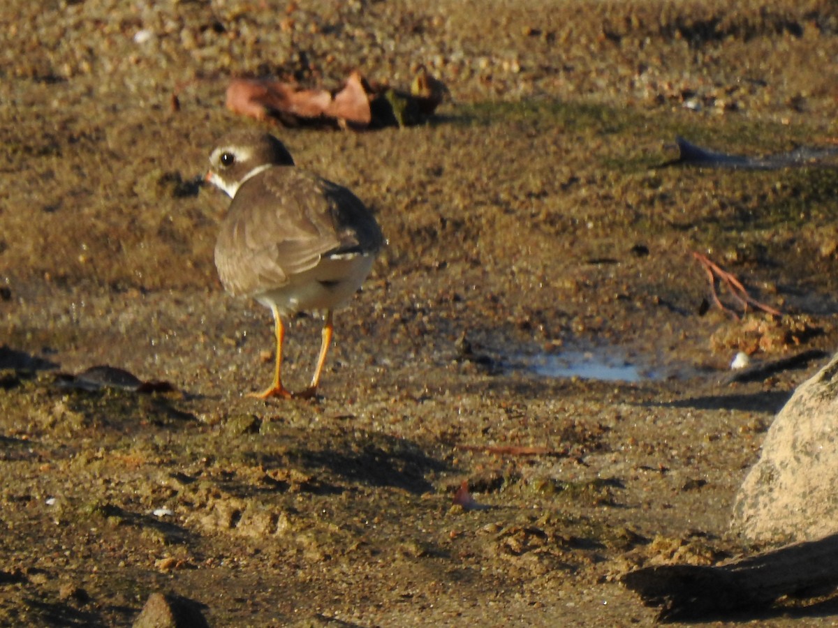 amerikasandlo - ML644417705