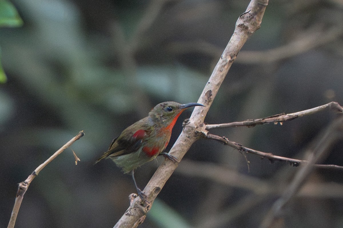 Karmesinnektarvogel - ML644417710