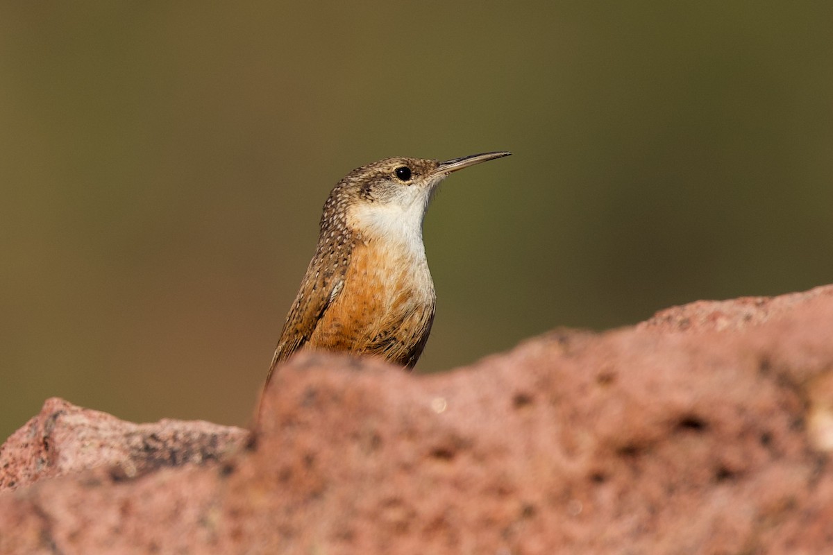 Schluchtenzaunkönig - ML644417719