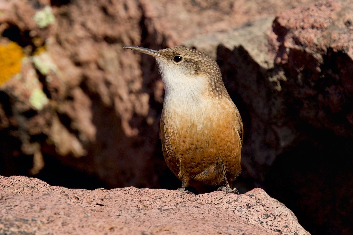 Schluchtenzaunkönig - ML644417720