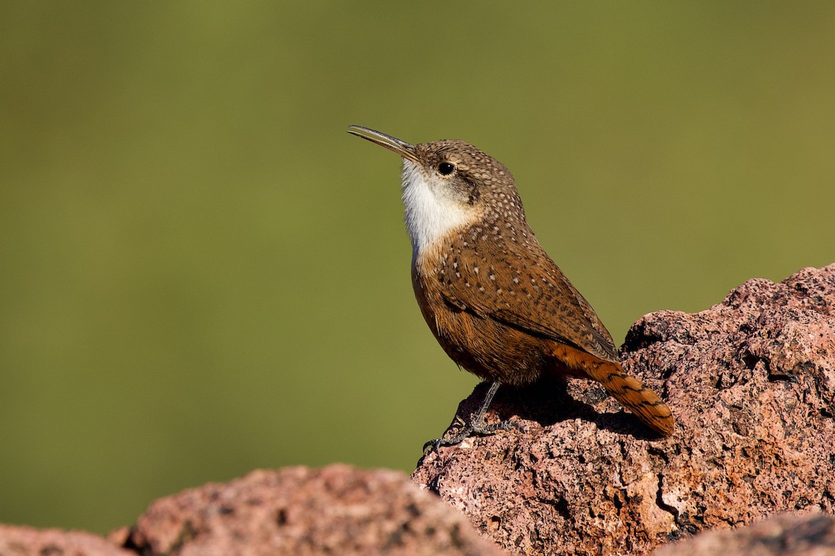 Schluchtenzaunkönig - ML644417721