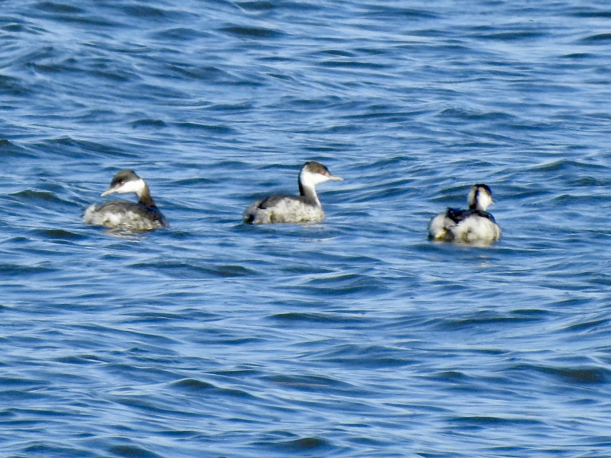 horndykker - ML644417725