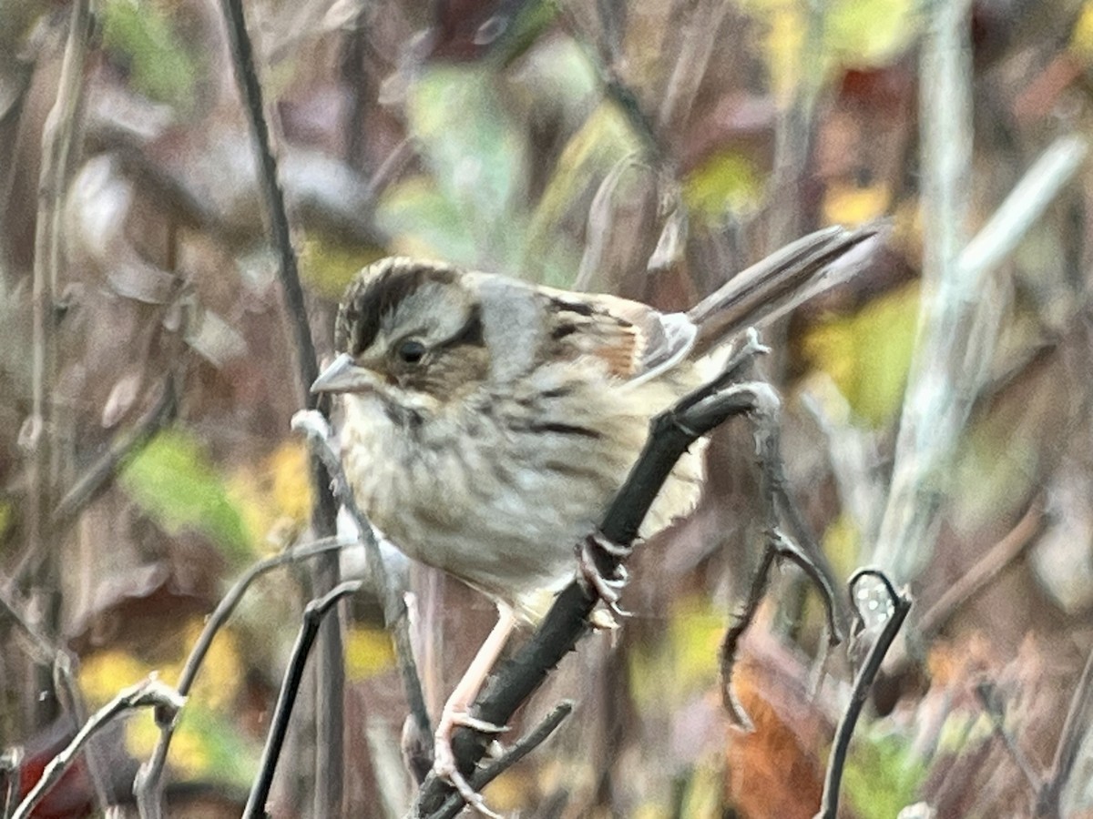 Swamp Sparrow - ML644417728