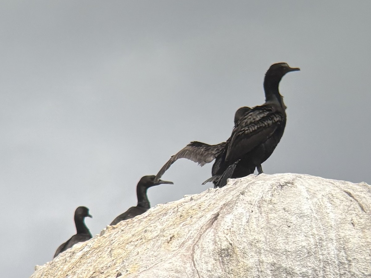 Bank Cormorant - ML644417730
