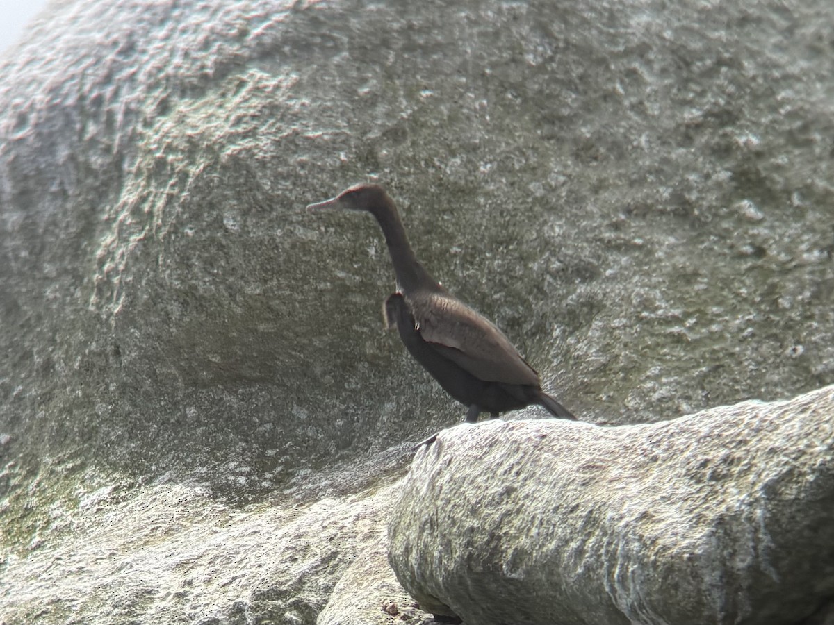 Bank Cormorant - ML644417731