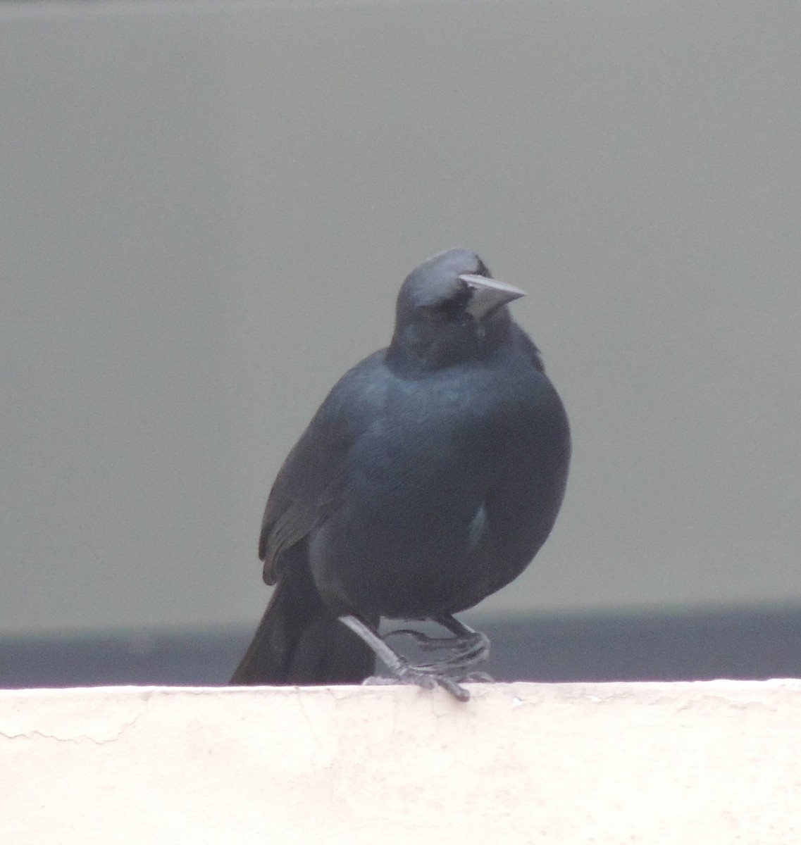 Scrub Blackbird - ML644417732