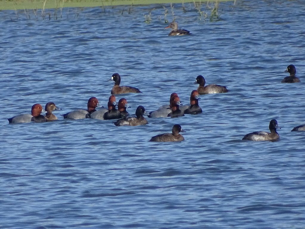 Redhead - ML644417733