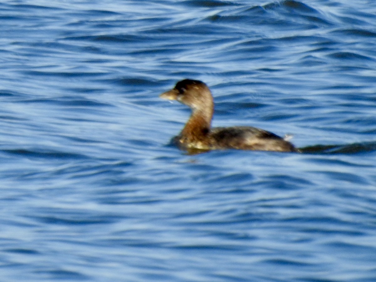 ringnebbdykker - ML644417739