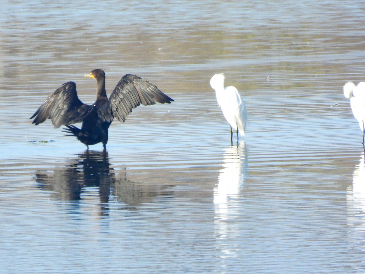 ユキコサギ - ML644417740