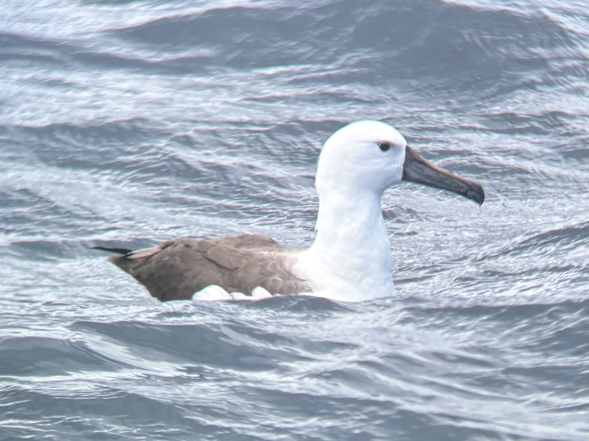Indian Yellow-nosed Albatross - ML644417746